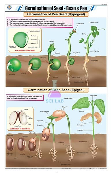 Stages of Seed Germination Chart